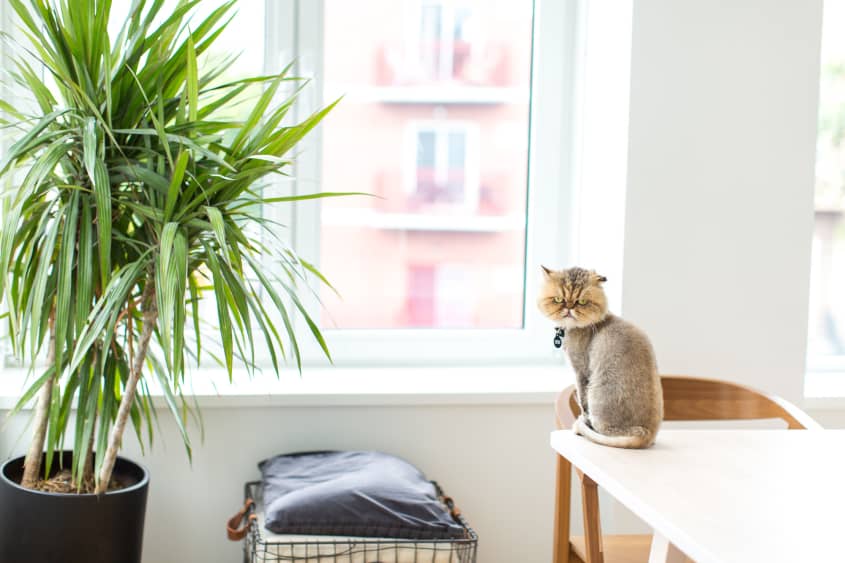 What keeps clearance cats off counters